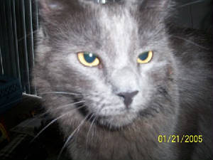 fuzz.jpg